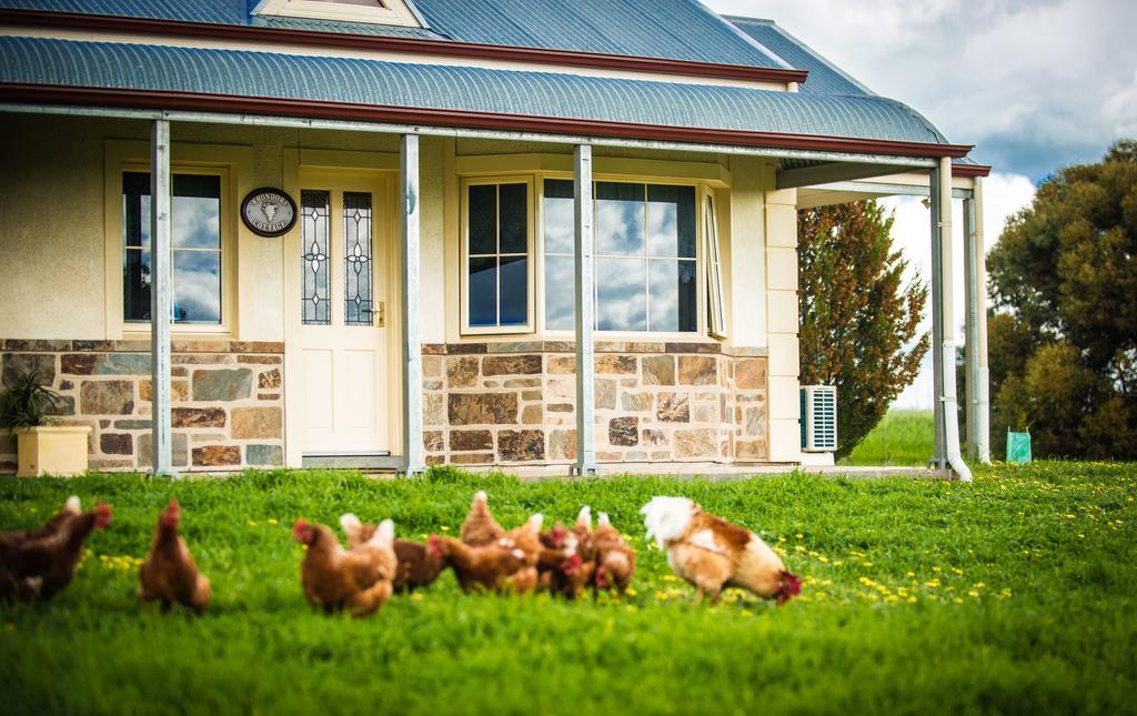Barossa Vineyard Cottages Tanunda Exterior foto