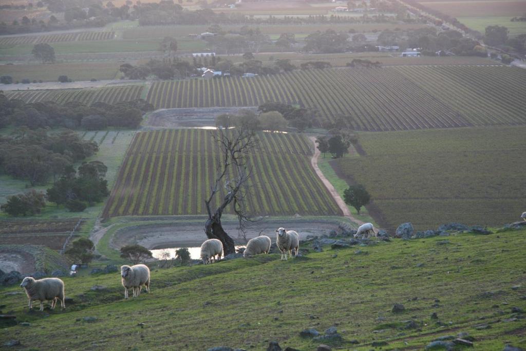 Barossa Vineyard Cottages Tanunda Exterior foto